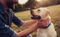 Comment le CBD peut-il affecter votre chien?