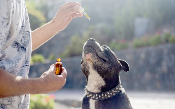 Huiles de CBD pour les chiens – le produit vétérinaire approuvé :