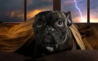 Le CBD peut-il aider contre la peur des orages chez les chiens ?