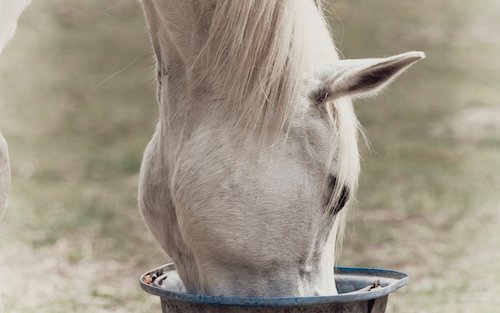Muesli pour chevaux - essayez l'alimentation au chanvre